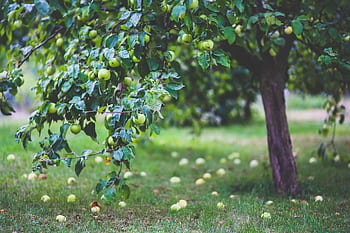 A vibrant apple tree heavy with fruit in a serene orchard setting during summer. HD wallpaper