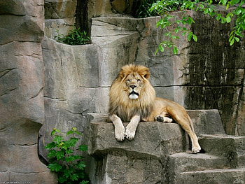 Animals, Lions HD wallpaper