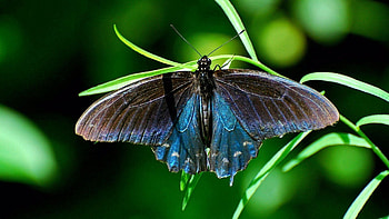 Plant, Macro, Butterfly, Wings HD wallpaper