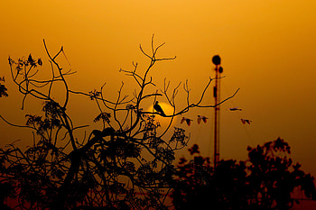 Sunset, Sun, Dark, Silhouette, Bird, Branches HD wallpaper