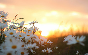 Nature , Magical sunrise, Flower beauty, Serene landscapes HD wallpaper