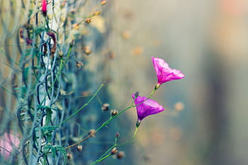 Close-up of pink flowers blooming near a chain-link fence on a sunny day. HD wallpaper