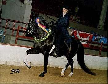 George and Friend, eventing, saddlebred, dressage, horse HD wallpaper
