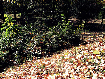 Leaves, trees, autumn, season HD wallpaper