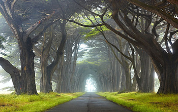 Wonderful Road, road, great, nature, tree HD wallpaper