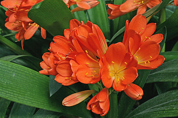 Flowers, Leaves, Greens, Clivia, Blooming, Blossoming HD wallpaper