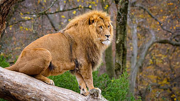 Lion Is Sitting On Tree Bark In Blur Forest Background Lion HD wallpaper