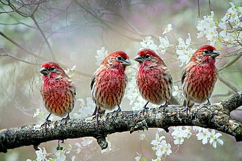 Birds, branch, white, bird, flower, red, pasare HD wallpaper