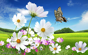 Wild Flowers, blue, sky, flowers, field HD wallpaper