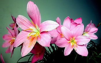 Beautiful Flowers, pink, nature, flowers, bloom HD wallpaper