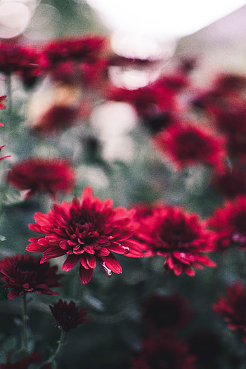 Flowers, Chrysanthemum, Wet, Close-Up HD phone wallpaper