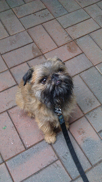 Brussels Griffon, Puppy love, Griffon dog, Dog breeds HD phone wallpaper