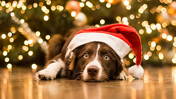 Christmas, Border Collie HD wallpaper