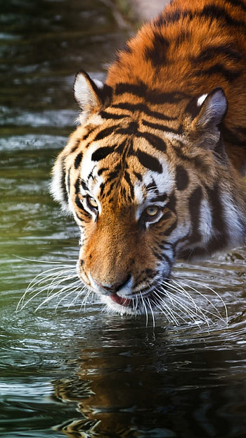 Tiger , Dynamic displays, Roaring power, Pocket beauty HD phone wallpaper
