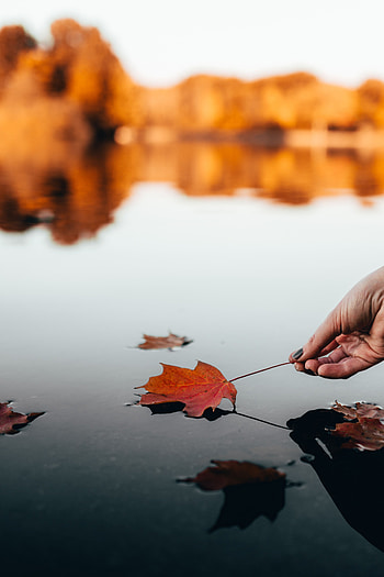 Water, Autumn, Hand, Miscellanea, Miscellaneous, Dry, Leaflet HD phone wallpaper