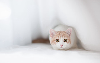 Animals, Cat, Cloth, Hide, Fear, Misgiving HD wallpaper