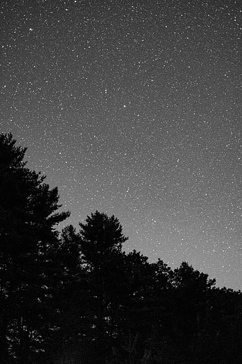 Nature, Stars, Bush, Starry Sky, Bw, Chb HD phone wallpaper