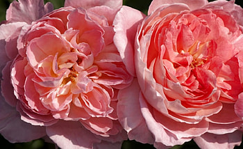 Pink Roses, pink, flowers, roses, petals HD wallpaper