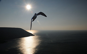 Animals, Sky, Sea, Silhouette, Shadow, Flight, Gull, Seagull, Wave, Sweep HD wallpaper