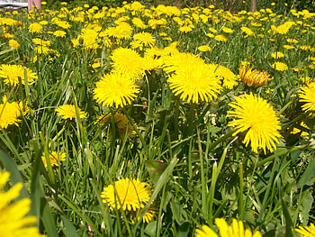 Sowthisles, flowers, spring HD wallpaper