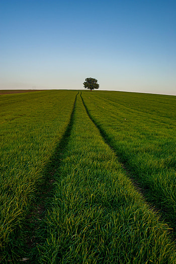 Nature, Grass, Horizon, Road HD phone wallpaper