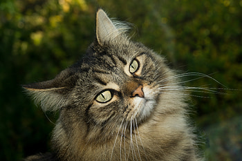 Domestic cat, pet animal, muzzle HD wallpaper