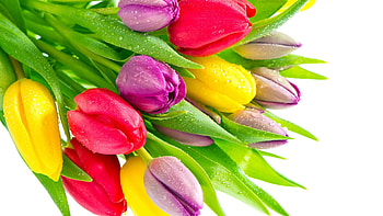 Flowers, Plants, Tulips HD wallpaper