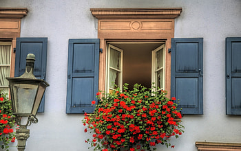 geraniums in a window flower box, shutters, flowers, window, house HD wallpaper