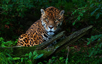 Jaguar, wildlife, predators, Panthera onca, jungle, predatory cat, predatory look HD wallpaper