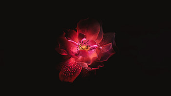 Red Flower Black Background , flowers, red, black, background HD wallpaper