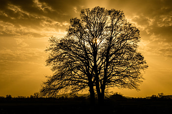Nature, Trees, Sunset, Sky, Silhouette, Branches HD wallpaper