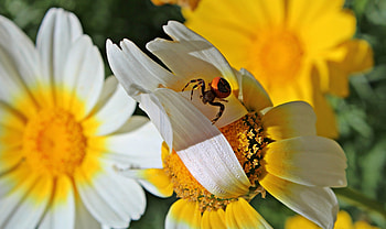 Spider Visit, summer, white, yellow, blooms, insect HD wallpaper