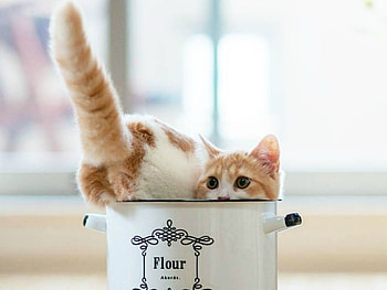 CAT IN A POT, CUTE, POT, , CAT HD wallpaper