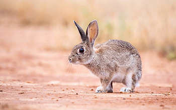 Leveret, animal, baby, hare HD wallpaper