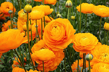 Flowers, Flower Bed, Flowerbed, Buds, Ranunculus, Ranunkulus, Stems HD wallpaper