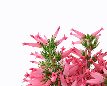 Pink flower, pink, white, flower, exotic, nature HD wallpaper
