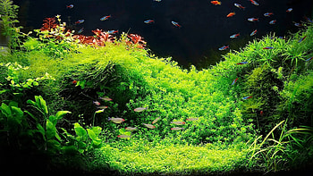 Full Size of Fish Tank Maxresdefault Singular Live Fish Aquarium Inspirations ware Screensaverolorful Plantslive ... HD wallpaper