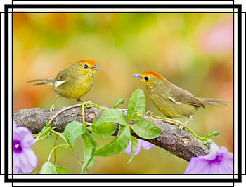 FRAMED BIRDS, BIRDS, NATURE, FRAMED HD wallpaper
