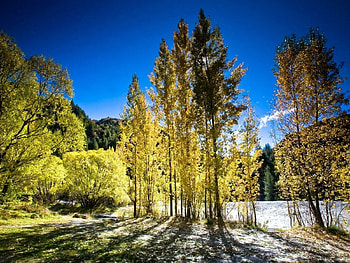 Nature, Trees, Shine, Light, Shadows HD wallpaper