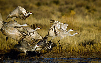 Animals, Birds, Cranes, Flight, Flock HD wallpaper