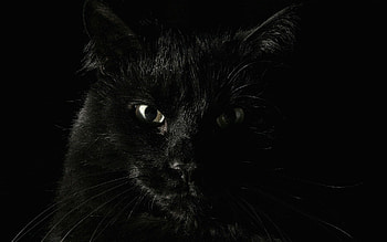 Cat, Muzzle, Eyes, Fear HD wallpaper