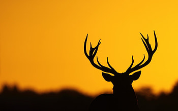 Deer Antler Silhouette, deer, animals, silhouette, graphy HD wallpaper