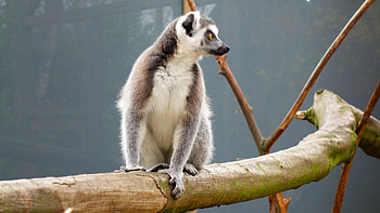 Animals, Lemur, Is Sitting, Sits, Reserve HD wallpaper