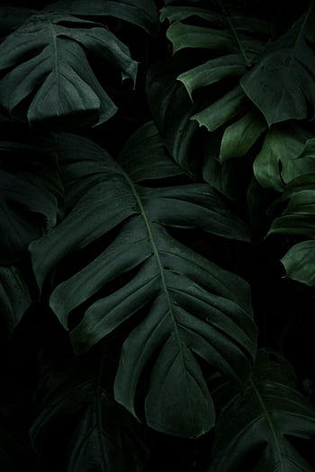 Detailed close-up of Monstera Deliciosa leaves with a dark green background, creating a dramatic botanical texture. HD phone wallpaper