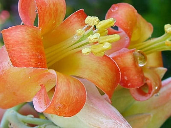 Lillies, nature, flowers, orange, beauty HD wallpaper