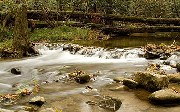 Nature, Rivers, Trees, Stones, Forest, Branches, Moss HD wallpaper