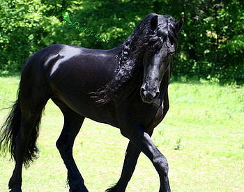 Spunky Friesian, horses, black, friesian, dutch, holland, friesland HD wallpaper
