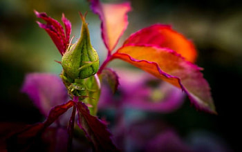 Rose bud, rose, bud, colors of nature, beautiful, nature, splendor HD wallpaper