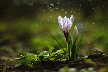 White crocus, nowotna, white, grazyna, crocus, graphy, flowers, spring HD wallpaper