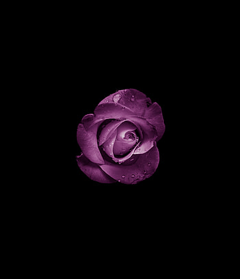 Minimal, rose, bud, purple flower HD phone wallpaper